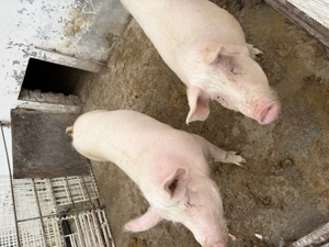 Vand porci albi rasa de carne  - imagine 2