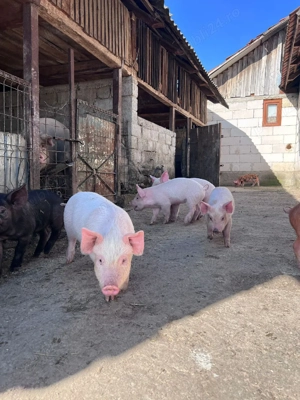 purcei de vânzare  - imagine 4