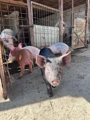 purcei de vânzare  - imagine 5