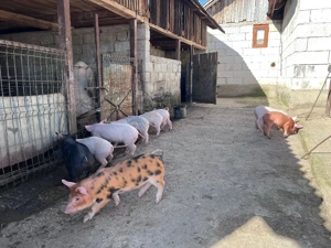 purcei de vânzare  - imagine 2