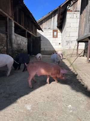 purcei de vânzare  - imagine 3