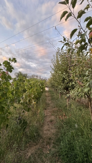 Teren intravilan Targu-Jiu, Iezureni 2550m2 - imagine 10