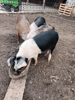 Porci de vanzare. - imagine 5