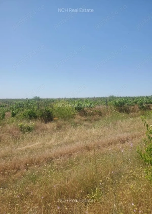 130 Ha comasat 100%, judetul Constanța - imagine 2