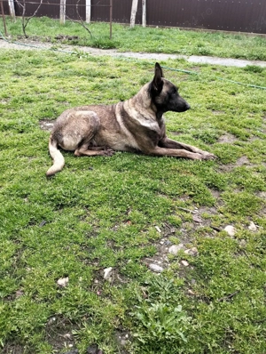 Donez cățea belgian. - imagine 3