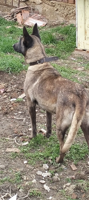 Donez cățea belgian. - imagine 2