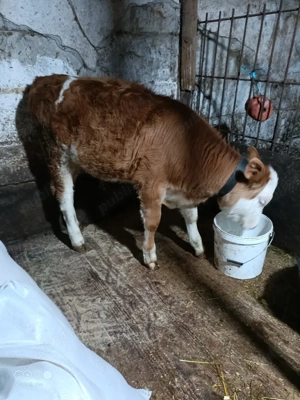 Vand vitica Bălțată 