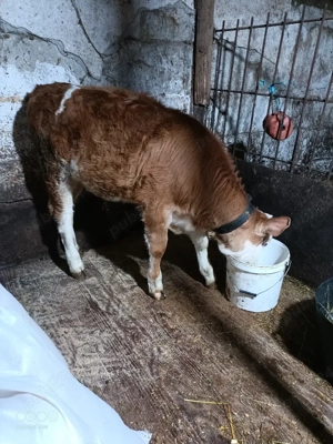 Vand vitica Bălțată  - imagine 2