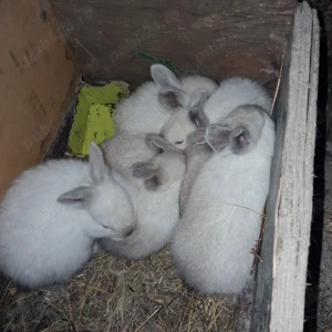 Vând iepuri Alb Californian  - imagine 5