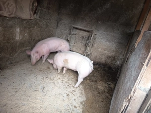 Scrofițe de vânzare  - imagine 2