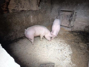 Scrofițe de vânzare  - imagine 4