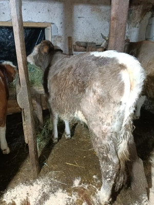 vand Junca metis bruna cu baltat