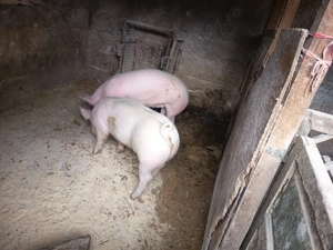 Scrofițe de vânzare  - imagine 3