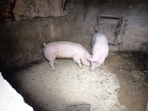 Scrofițe de vânzare  - imagine 5