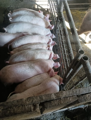 Vând capre și porci - imagine 4