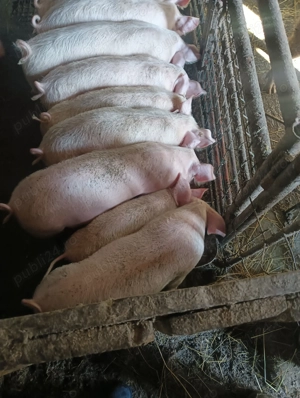 Vând capre și porci - imagine 3