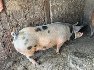 Vând 3 porci grași - imagine 2