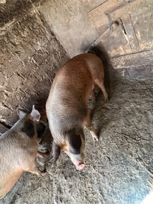 Vând 3 porci grași - imagine 3