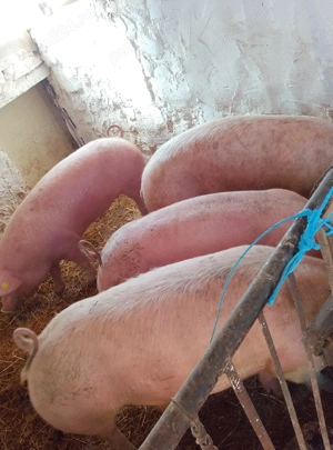 porci de carne  - imagine 2