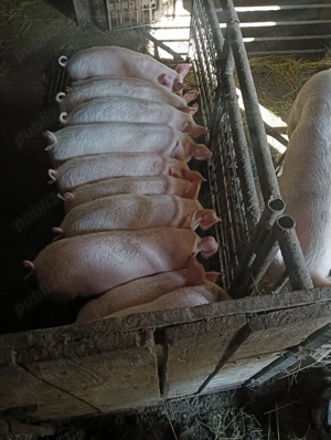 Vând porci de 40 50 kg  - imagine 2