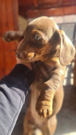 Vind pui teckel  - imagine 4