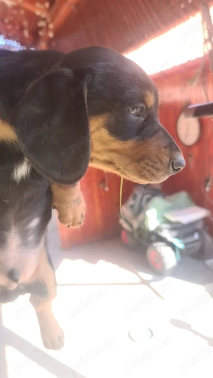 Vind pui teckel  - imagine 3