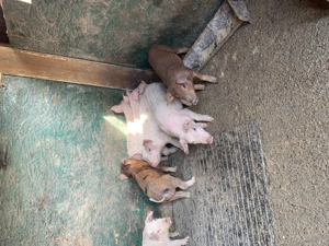 Vând purcelusi - imagine 2