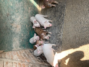 Vând purcelusi - imagine 4