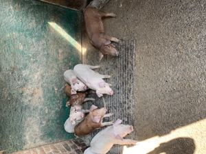 Vând purcelusi - imagine 5