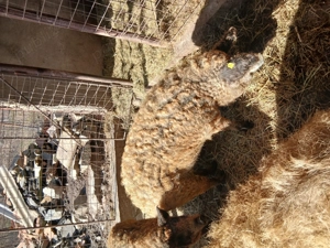 Porci mangalita de vanzare - imagine 2