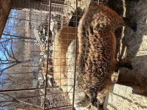 Porci mangalita de vanzare - imagine 4