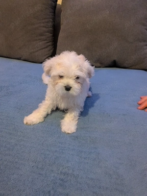 Bichon maltez  - imagine 4