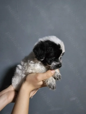 Pui bichon+cu tata necunoscut - imagine 2
