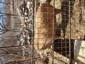 Porci mangalita de vanzare - imagine 5