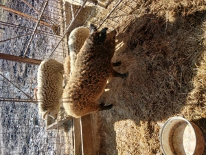 Porci mangalita de vanzare - imagine 3