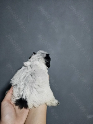 Pui bichon+cu tata necunoscut - imagine 3