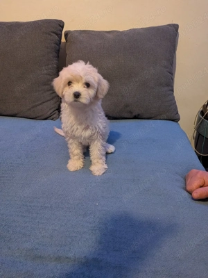 Bichon maltez  - imagine 3