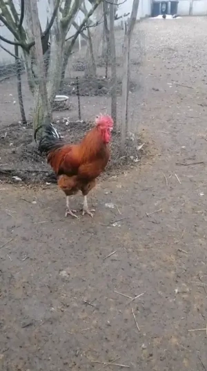 Vând   schimb cocoși din ouă verzi   rasă mixtă, sănătoși și bine îngrijiți