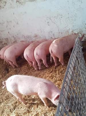 soldani marele alb cu landras - imagine 2