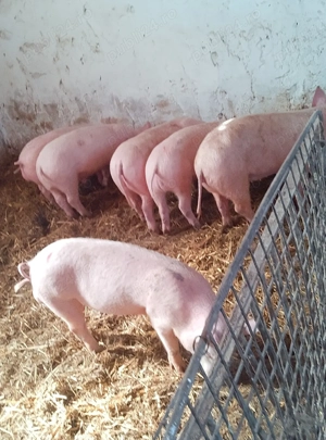 soldani marele alb cu landras