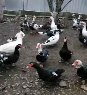 Vând   schimb rațe mute   sănătoase, crescute natural - imagine 2