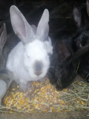 Vând   schimb iepuri de rasă   sănătoși, bine dezvoltați - imagine 2