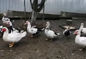 Vând   schimb rațe mute   sănătoase, crescute natural - imagine 3