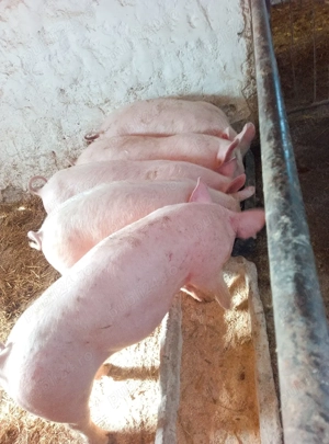 soldani marele alb cu petrean  - imagine 2