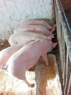 soldani marele alb cu petrean  - imagine 3