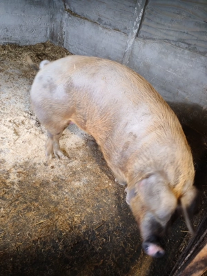 Disponibil de vânzare  - imagine 2