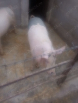 purcei 60 80kg - imagine 2