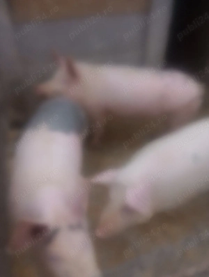 purcei 60 80kg - imagine 3