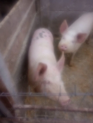 purcei 60 80kg - imagine 4