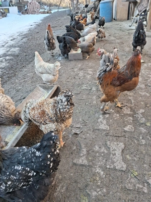 Vand cocosi - imagine 5